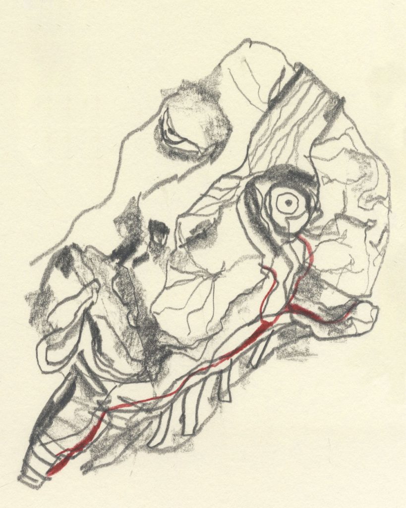Anatomy+illustration+1